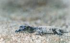 Crocodile babe (Photo: Nosy Be)