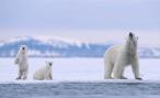 Polar Bear Family (Photo: Jenny E. Ross/Corbis)