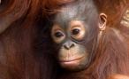 Orangutan Young (Photo: Tony Hisgett)