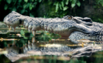 Crocodile (Photo: Bas Leenders)
