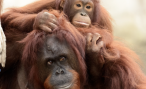 Orangutan (Photo: Eric Kilby)