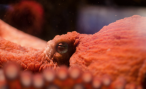 Giant Pacific Octopus (Photo: Colby Stopa)